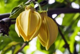 Ylang ylang: properties and benefits