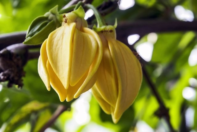 Ylang ylang: properties and benefits