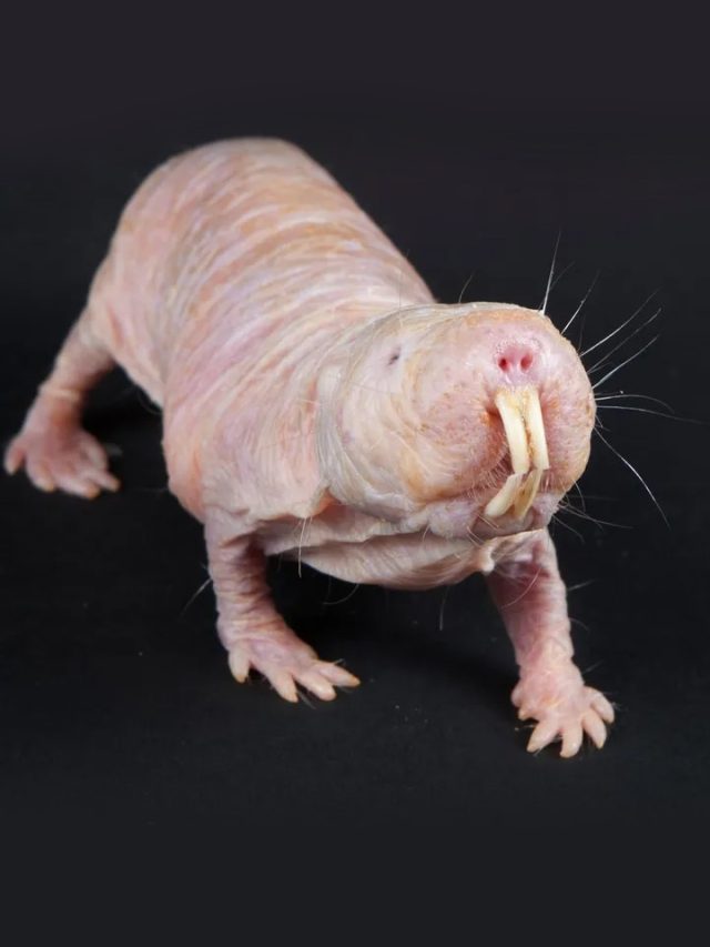 10 Blind Animals That Will Creep You Out