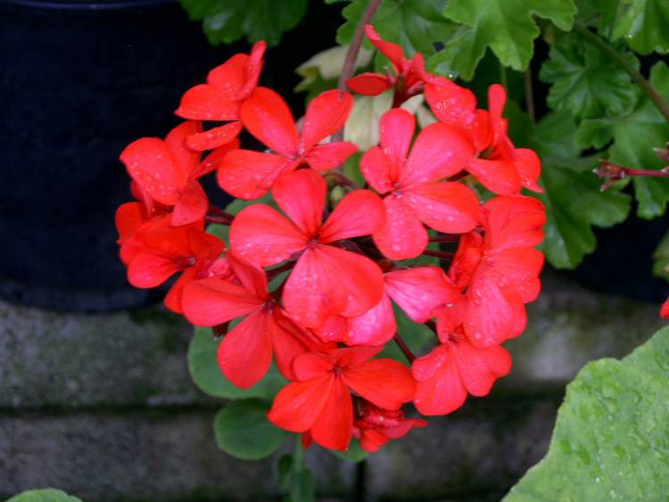 Geranium is one of the flowers that can withstand the strong sun