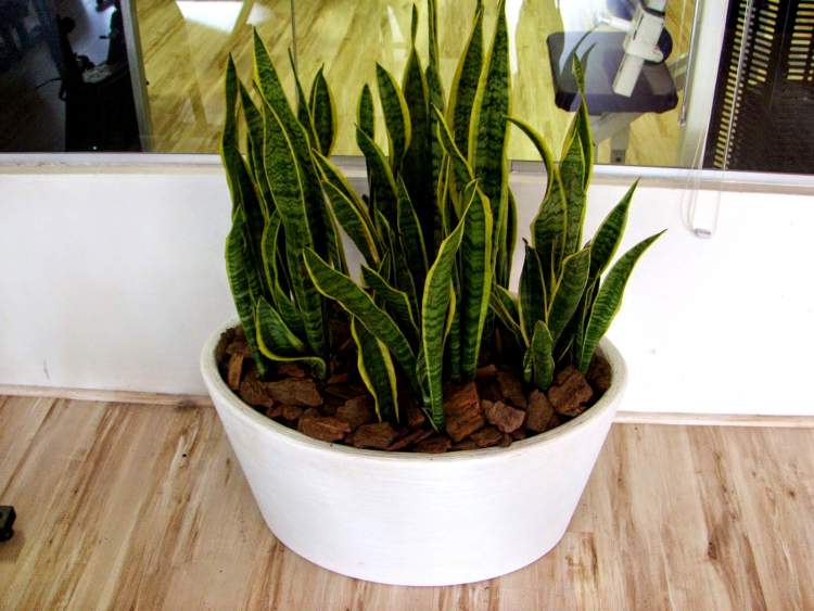 Espada-de-São-Jorge is one of the Plants to Place Indoors that Don't Need a Lot of Water