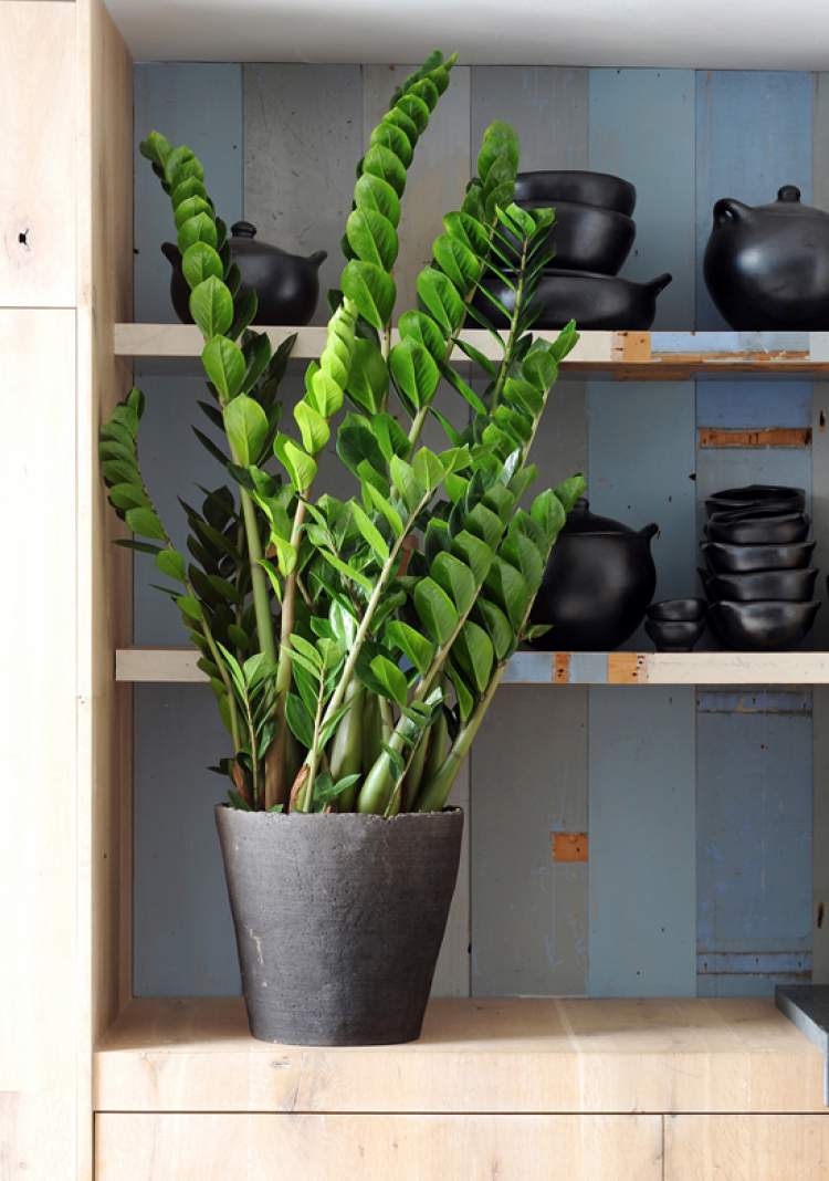 Zamioculcas are Plants to Place Indoors and Don't Need a Lot of Water