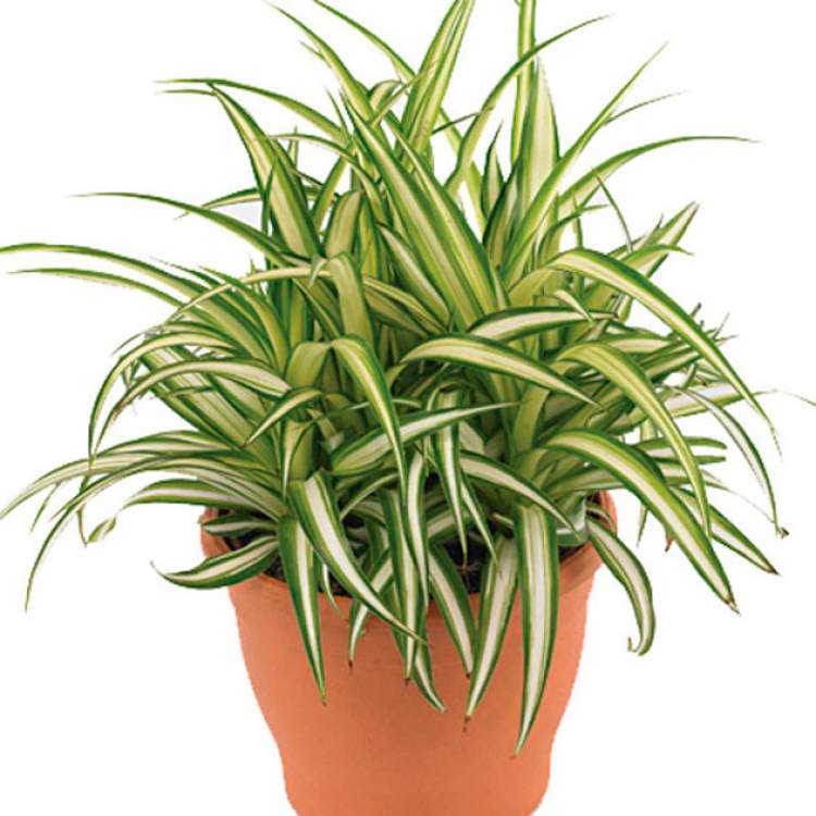 Chlorophytum is one of the plants that can be grown in the office to reduce stress