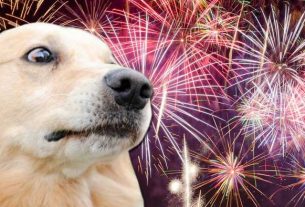 12 tips to protect your pet from fireworks noise