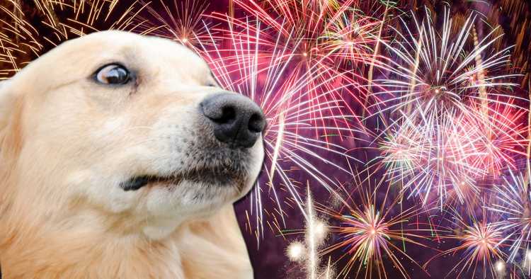 12 tips to protect your pet from fireworks noise