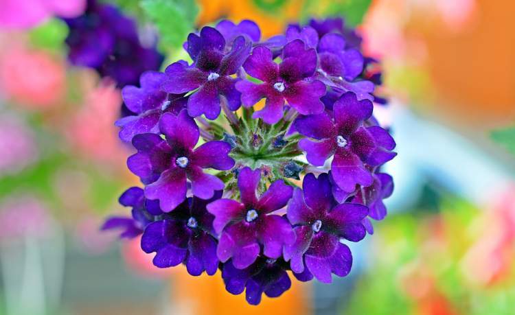 Verbena is one of the Flowers to attract Butterflies to your Garden