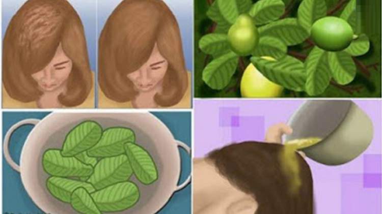 Avocado paste against hair loss