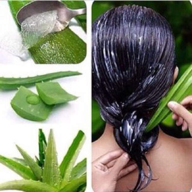 See how to use aloe vera against hair loss