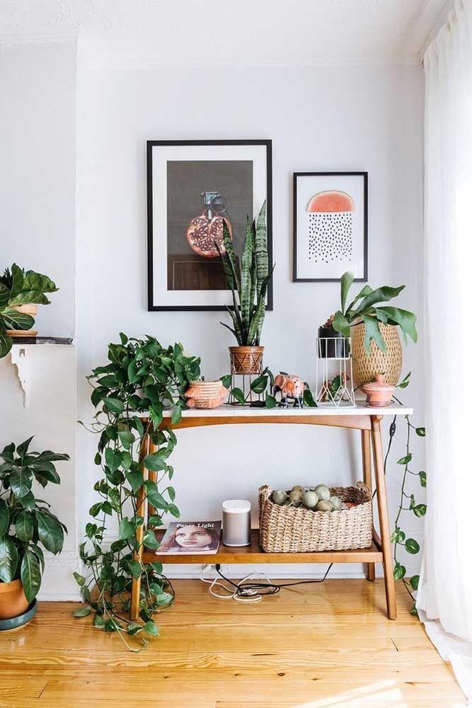 Boa constrictor on a wooden sideboard with a white top, next to other vases with various plants, a decorative straw basket and two paintings on the wall