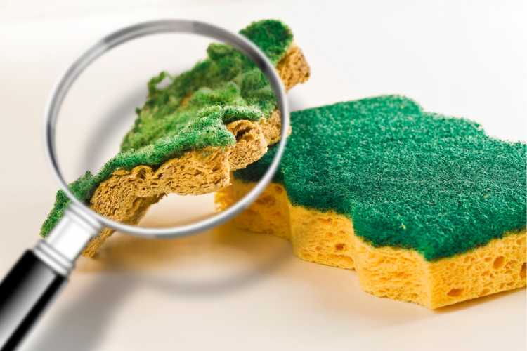 Dish washing sponge is one of the household objects that are very dirty