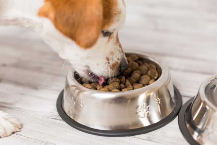 Pet food bowls are one of the household objects that are very dirty.