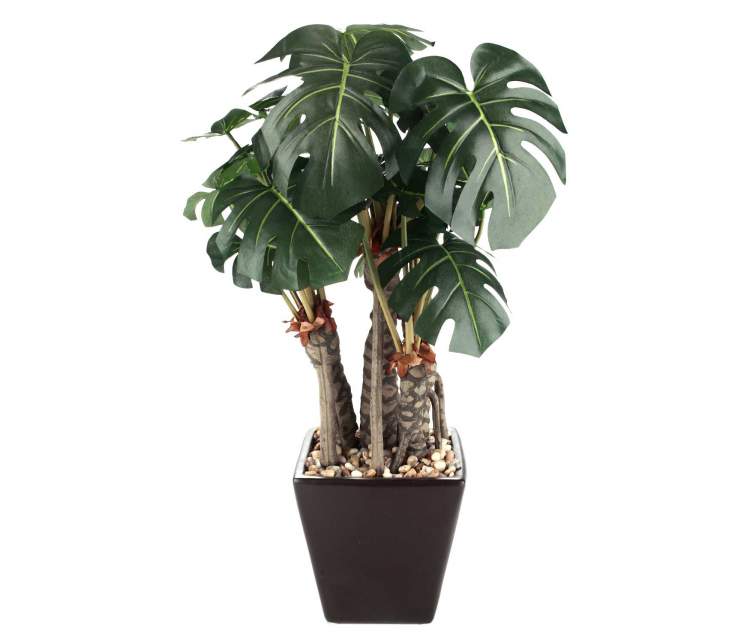 Philodendron is one of the plants that can be grown in the office to reduce stressis one of the plants that can be grown in the office to reduce stress