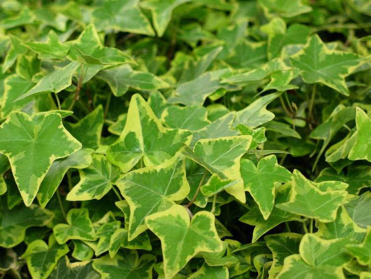 Ivy is one of the plants that can be grown in the office to reduce stress