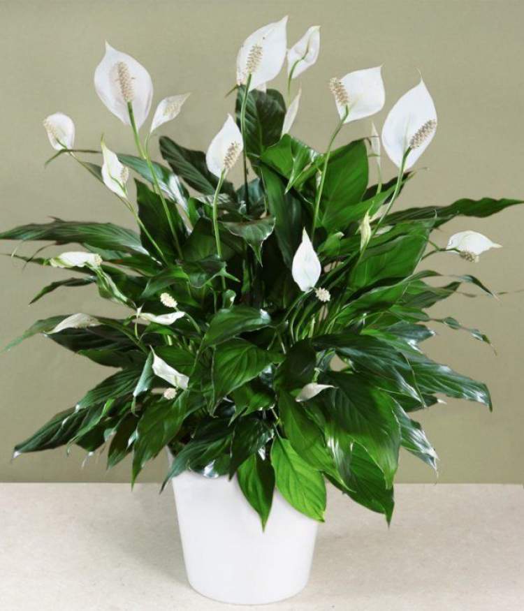 Peace Lily is one of the plants that can be grown in the office to reduce stress