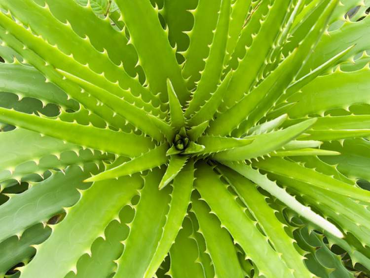 Aloe vera is one of the plants that can be grown in the office to reduce stress