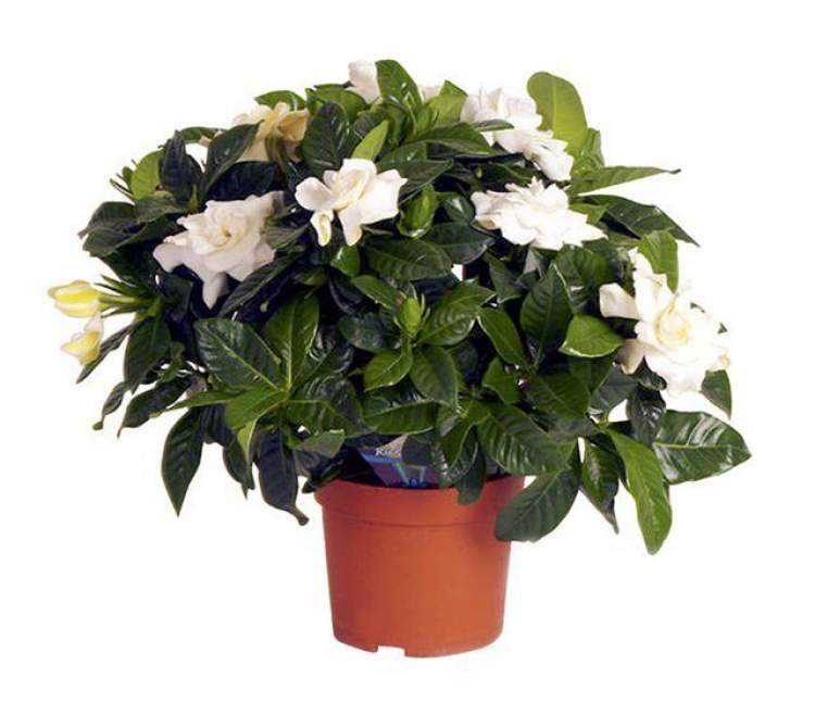 Gardenia is one of the plants that can be grown in the office to reduce stress