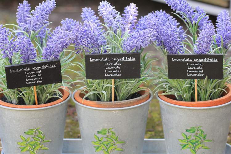 Lavender is one of the plants that can be grown in the office to reduce stress