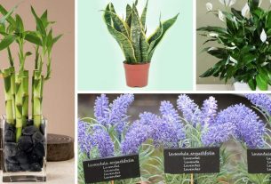 12 plants that can be grown in the office to reduce stress