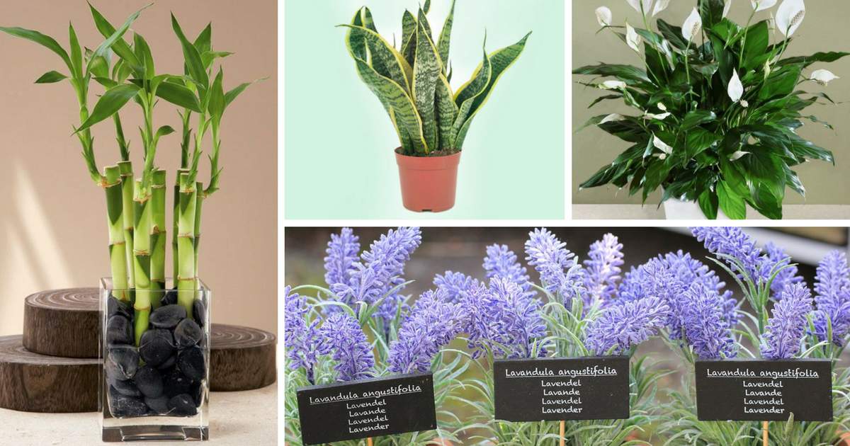 12 plants that can be grown in the office to reduce stress