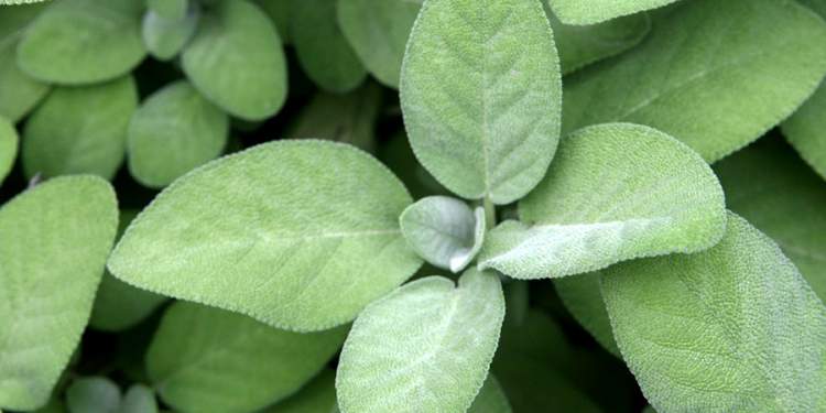 Sage is one of the decorative plants that you can grow in a glass of water