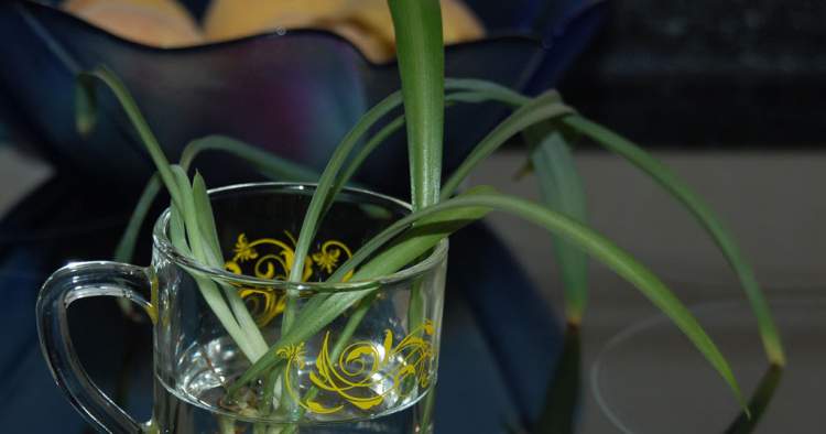 chlorophytum is one of the decorative plants that you can grow in a glass of water