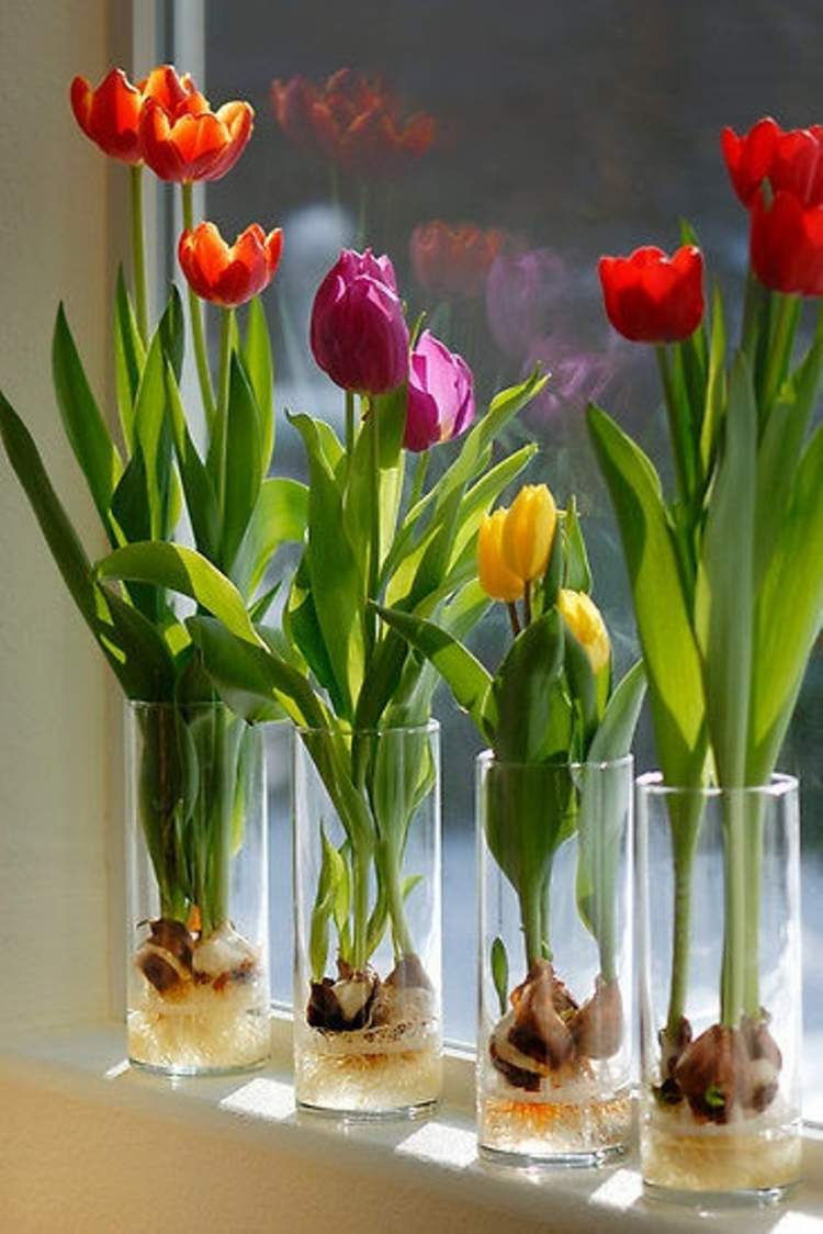 Tulips are decorative plants that you can grow in a glass of water