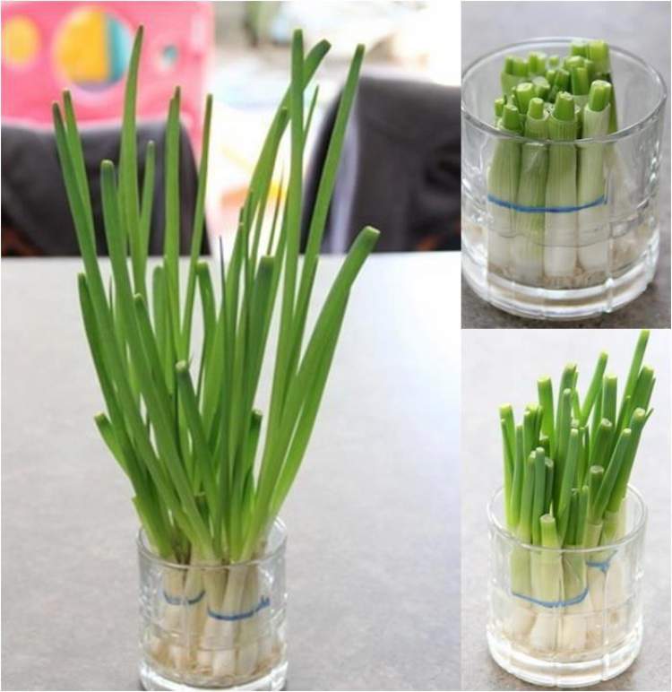 Chives can be grown in a glass of water