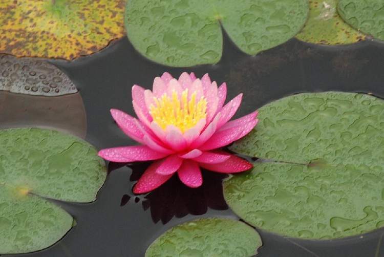 Pink Water Lily is one of the decorative plants that you can grow in a glass of water