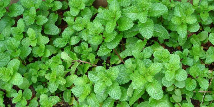 Peppermint is one of the decorative plants that you can grow in a glass of water