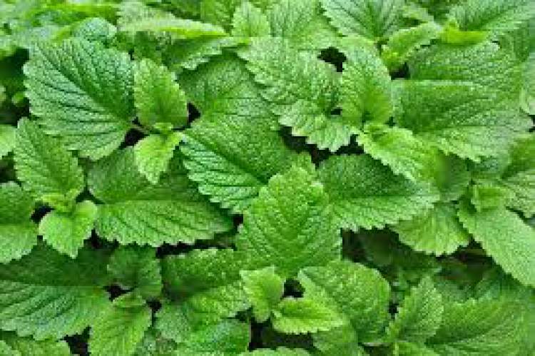 Lemon Balm is one of the decorative plants that you can grow in a glass of water