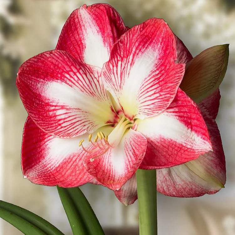 Amaryllis is one of the decorative plants that you can grow in a glass of water