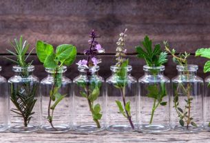 plantas decorativas que você pode cultivar em um copo com água