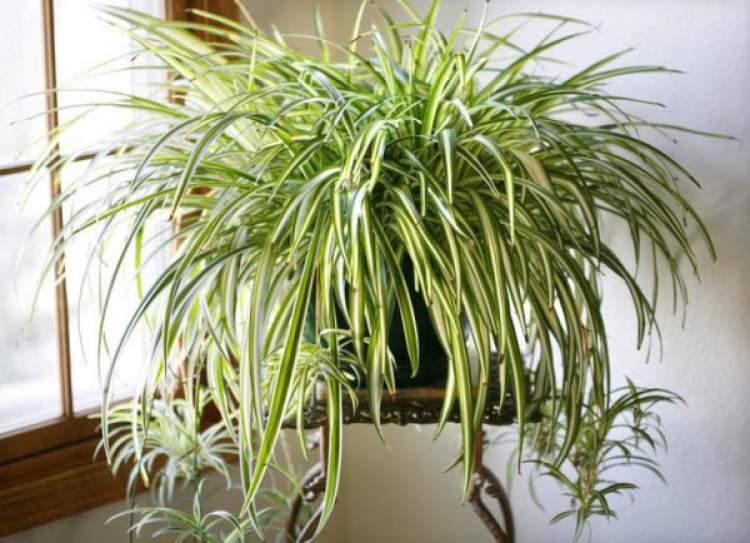 Comedórea Elegante is one of the plants to decorate the apartment