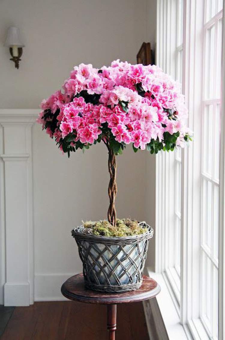 Azalea is one of the plants to decorate the apartment with great elegance and good taste.