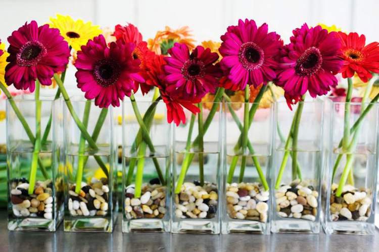 Gerbera is one of the plants to decorate the apartment with great elegance and good taste