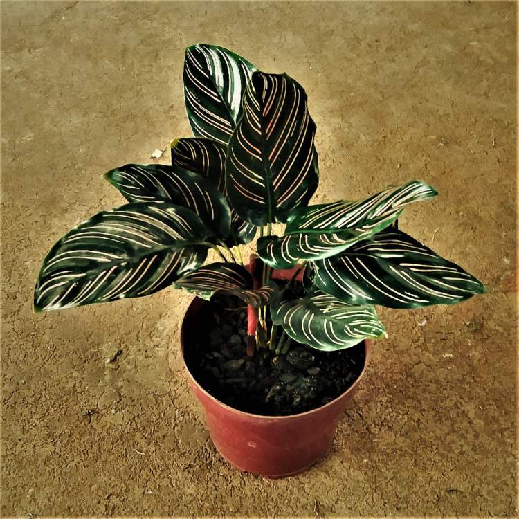 Maranta is one of the plants to decorate the apartment with great elegance and good taste