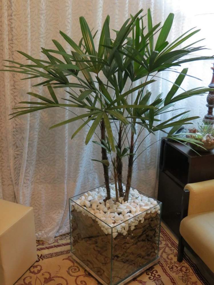 Palmeira Ráfis is one of the plants to decorate the apartment with great elegance and good taste