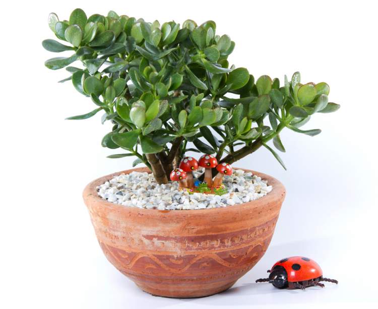 Jade is one of the plants to decorate the apartment with great elegance and good taste.