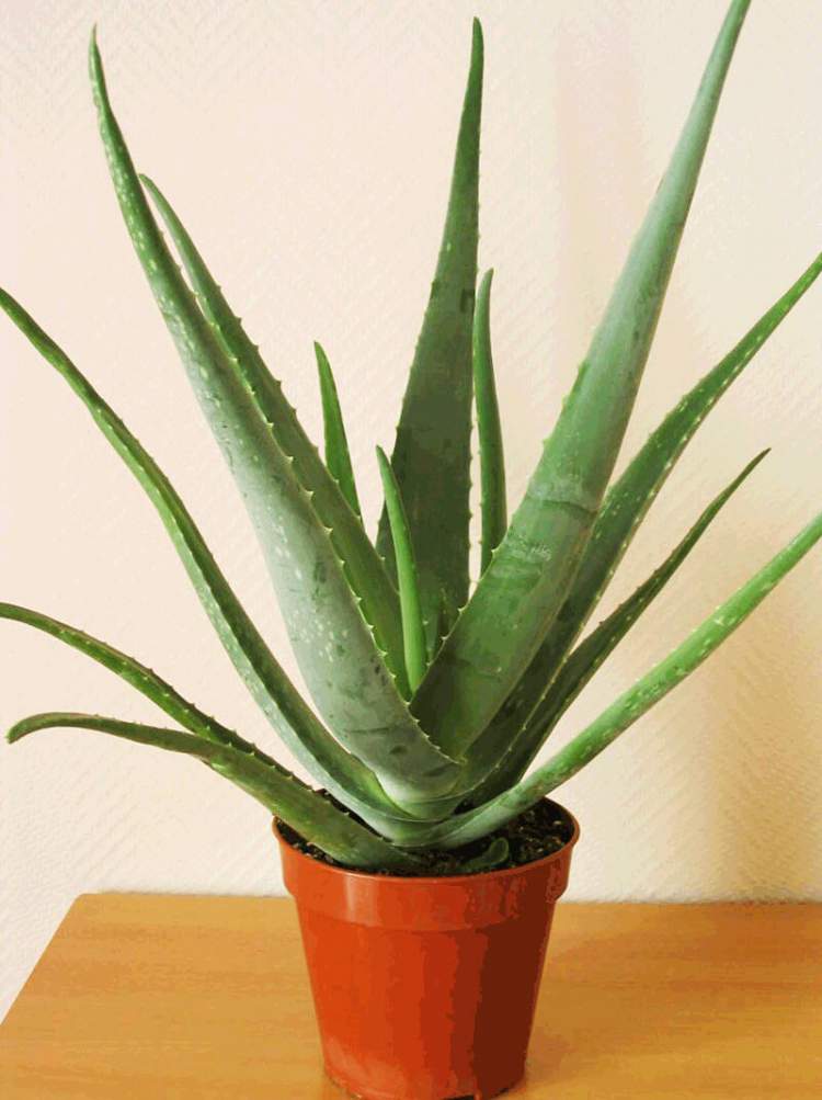 Aloe Vera is one of the plants to decorate the apartment with great elegance and good taste