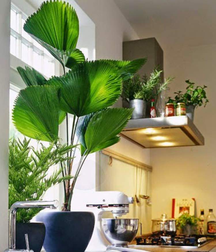 Licuala is one of the plants to decorate the apartment with great elegance and good taste