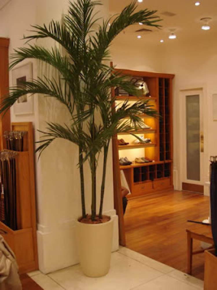 Areca is one of the plants to decorate the apartment with great elegance and good taste