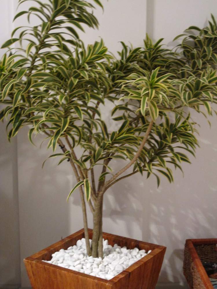 Pleomele is one of the plants to decorate the apartment with great elegance and good taste