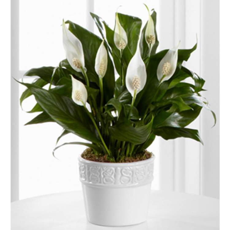 Peace lily is one of the plants to decorate the apartment with great elegance and good taste