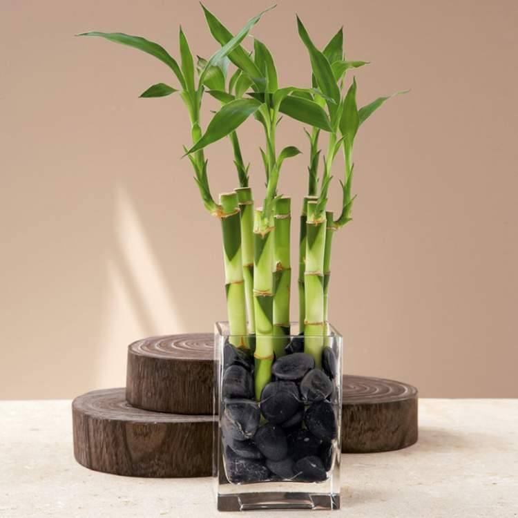 Lucky Bamboo is one of the plants to decorate the apartment with great elegance and good taste