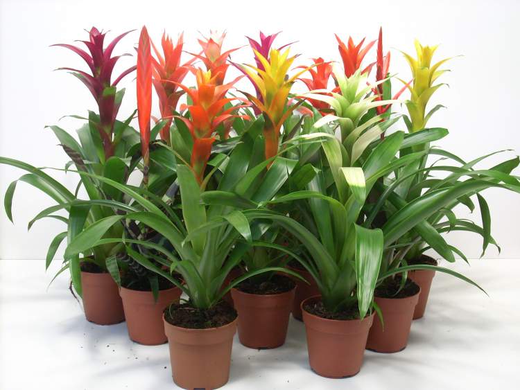 Bromeliad is one of the plants to decorate the apartment with great elegance and good taste