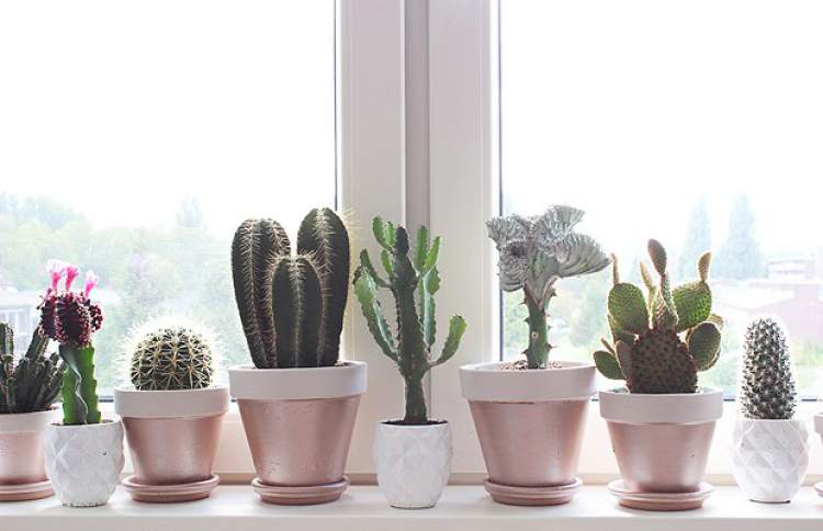 Mini-cactus is one of the plants to decorate the apartment with great elegance and good taste