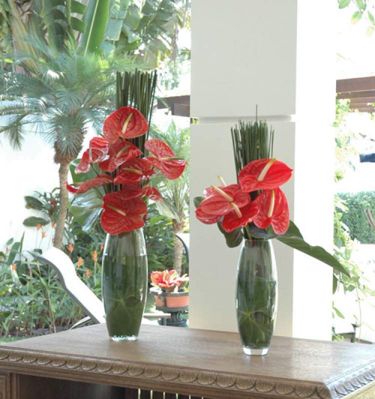 Anthurium is one of the plants to decorate the apartment with great elegance and good taste