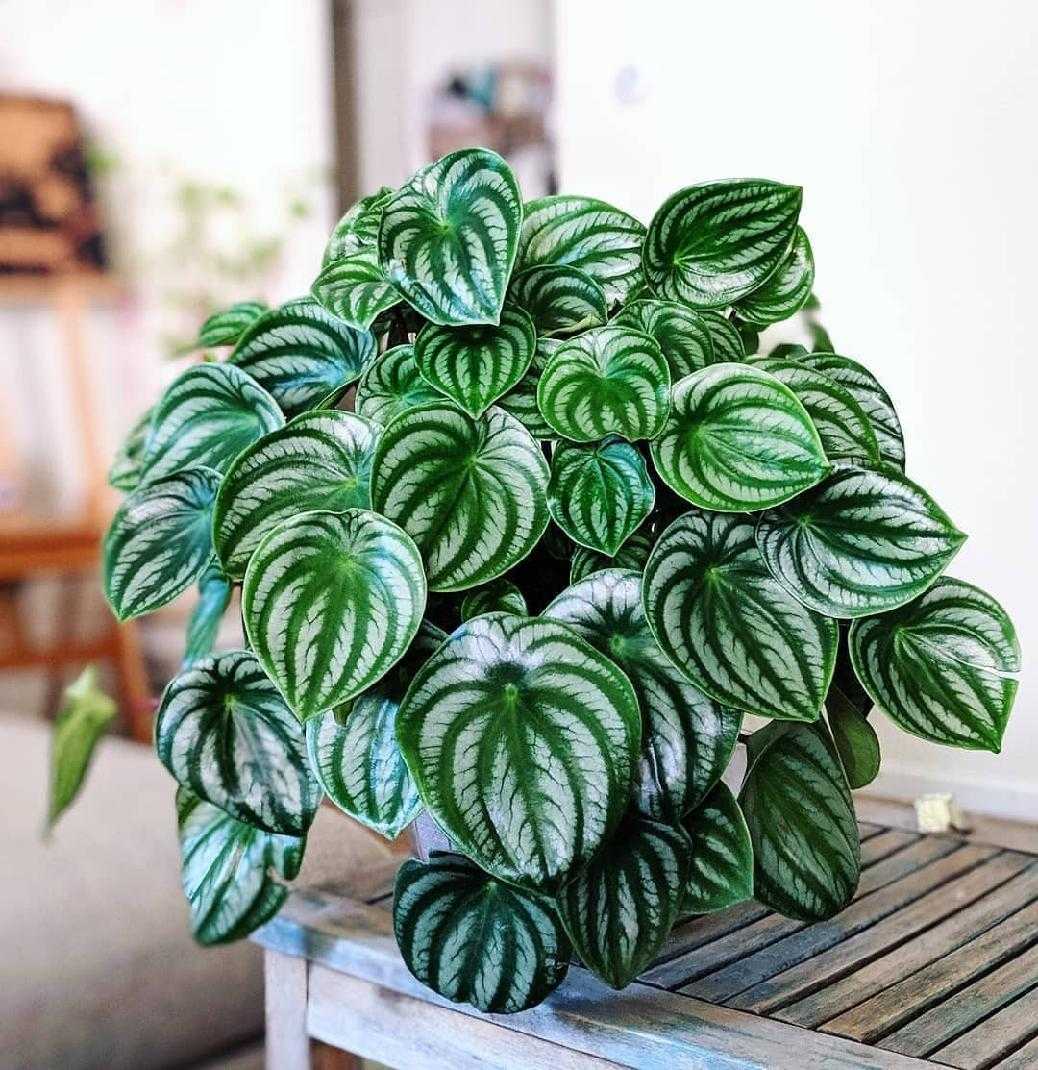 watermelon peperomia