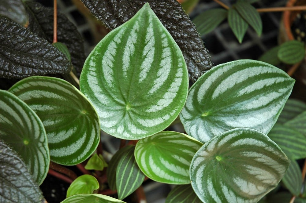 watermelon peperomia