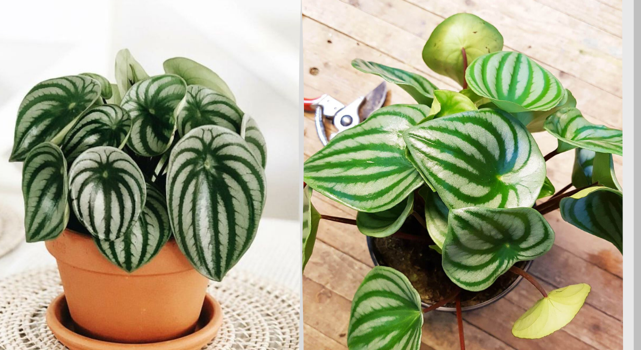 watermelon peperomia